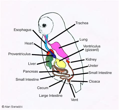 Digestion in Owls - The Owl Pages