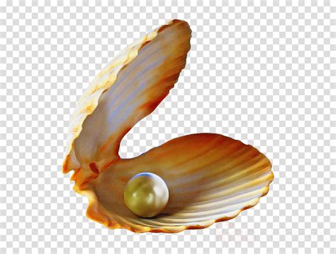 oyster with pearl clipart 10 free Cliparts | Download images on ...