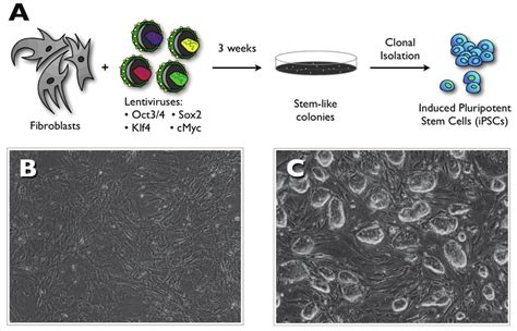 Generation of iPSCs. A: Although there are a number of ways to generate ...