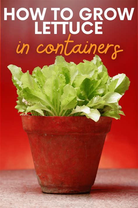 Growing Lettuce In Containers: An Easy Guide - Growfully