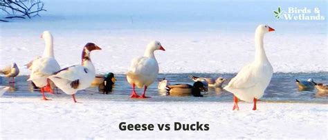 Geese vs Ducks: What's The Difference? - Birds & Wetlands