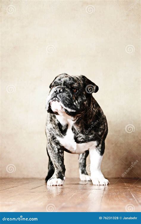 French Bulldog X English Bulldog-Mix Stock Photo - Image of white, studio: 76231328