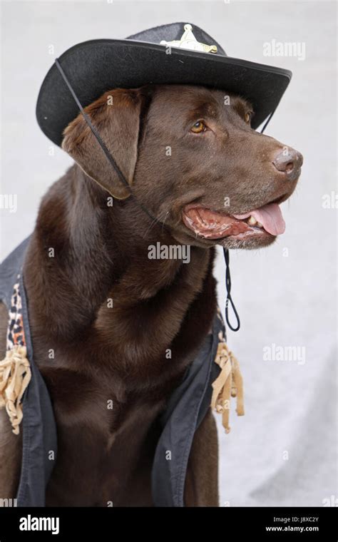 labrador dressed as sheriff Stock Photo - Alamy