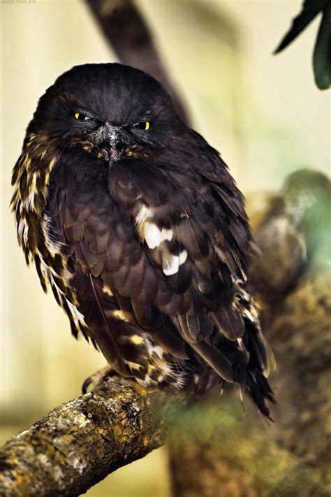 Black Owl, Ueno Zoo by nostro-fr on DeviantArt