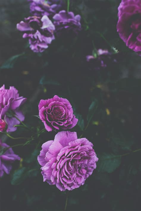 571 Wallpaper Bunga Ungu Aesthetic - MyWeb