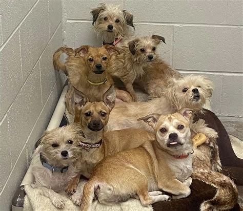 Humane Society Saves 80 Dogs From Ohio House in its Largest Rescue