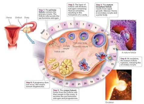 The Good Egg… Understanding Ovulation | KPJ Damanasara Fertility Centre