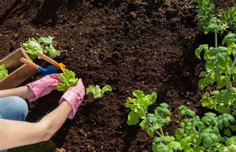 Topsoil Versus Garden Soil - Which To Use And Why?