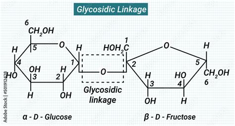 A glycosidic bond or glycosidic linkage is a type of covalent bond that ...