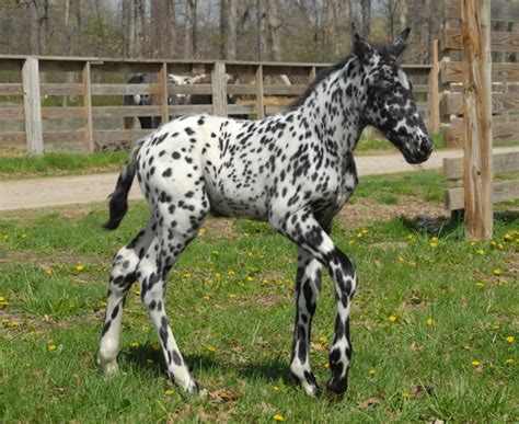 Appaloosa Horse Breed Information, History, Videos, Pictures