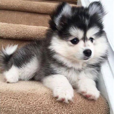 A Pomeranian Husky Mix, AKA a Pomsky! - 9GAG