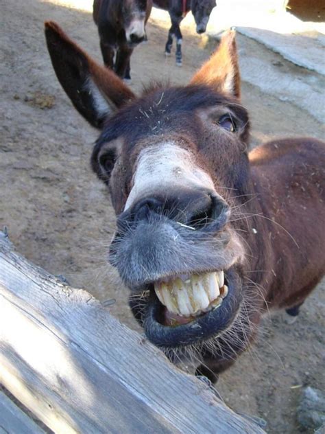 20 Adorable Donkeys That Will Make You Smile - Bouncy Mustard