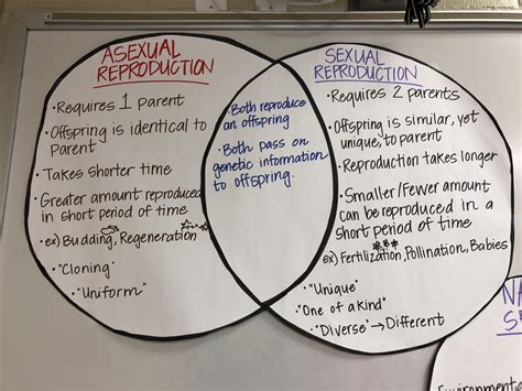 Asexual Reproduction Worksheet Answers - kidsworksheetfun