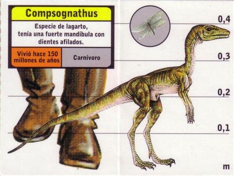 Compsognathus info sheet. #Compsognathus #TheLostWorldJurassicPark