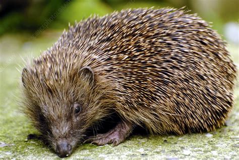 Hedgehog Erinaceus europaeus - Stock Image - C001/9243 - Science Photo Library