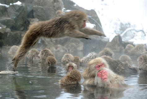 Photos: Japanese Macaque Monkeys Groom Themselves in Hot Spring | Time.com