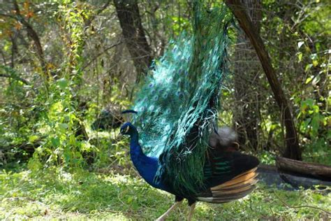 Mayfield Park- Peacocks and Hiking Trails in Central Austin Texas