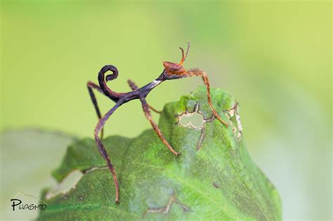 Extatosoma - Alchetron, The Free Social Encyclopedia