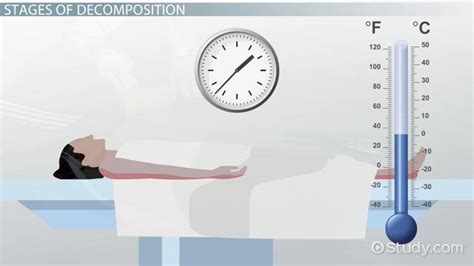 Algor Mortis Definition & Formula for Time of Death - Lesson | Study.com