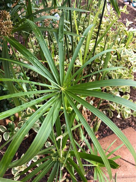 Growing Indoor Papyrus! (Care-Guide) | Plants, Papyrus, Cyperus papyrus