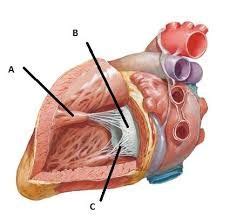 Image result for papillary muscles | Anatomy, heart... | Muscle, Anatomy, Incense