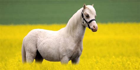 What Is A Welsh Pony? Facts You Should Know About This Pony Breed ...