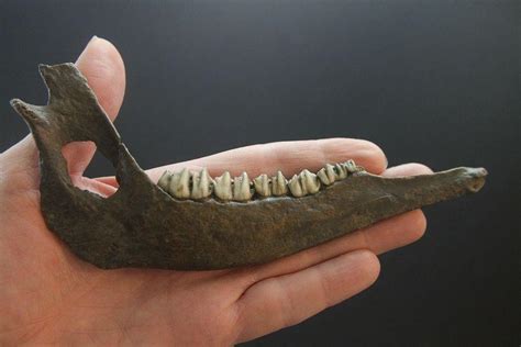 Fossil Deer mandible jaw teeth tooth Ice Age Pleistocene | #1850902873