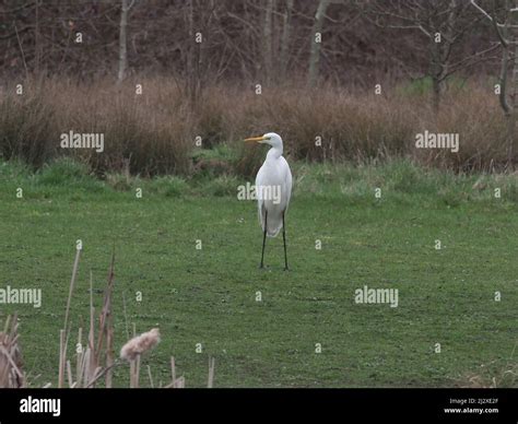 Great White Egret Stock Photo - Alamy