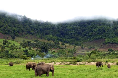 Get Close to the Wildlife in Mondulkiri - Cambodia Tours