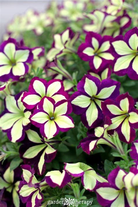 Modern Petunia Varieties: No Longer Just the Pinkest Pink Flower ...