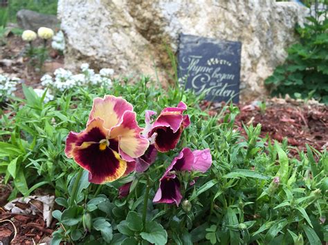 Beautiful pansy color | Pansies, Plants, Beautiful