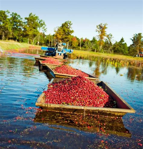 Wisconsin’s Fall Cranberry Harvest | Wisconsin travel, Cranberry farm ...