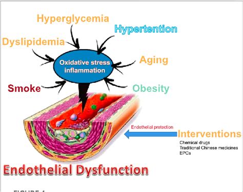 Figure 1 from Research progress in endothelial cell injury and repair | Semantic Scholar