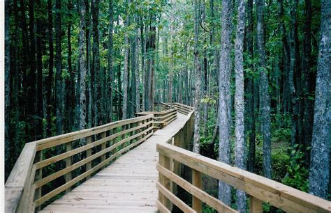 Peaceful. | Walking in nature, Nature, Nature images