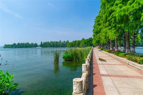 Summer Scenery of Wuhan East Lake Scenic Spot Stock Photo - Image of botanical, lake: 152396862