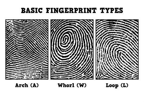 Fingerprint Identification Practice Worksheet