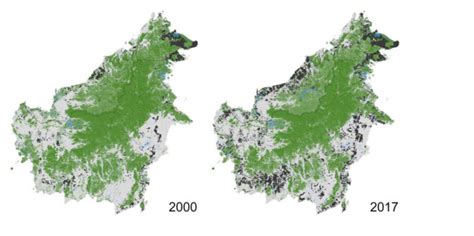 Is deforestation in Borneo slowing down? - CIFOR-ICRAF Forests News