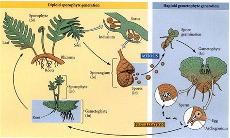 Sporophyte Definition and Examples - Biology Online Dictionary