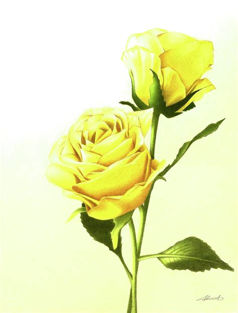 Yellow Rose Drawing by Ahmed Malik