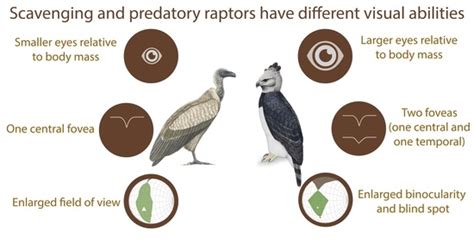 Birds of Prey and Their Predatory Behavior – Nature Blog Network