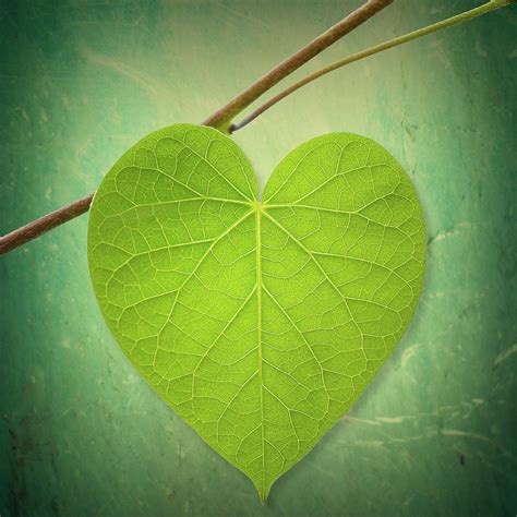 Leaf Green Heart Shaped Photograph by Philippe Sainte-Laudy Photography