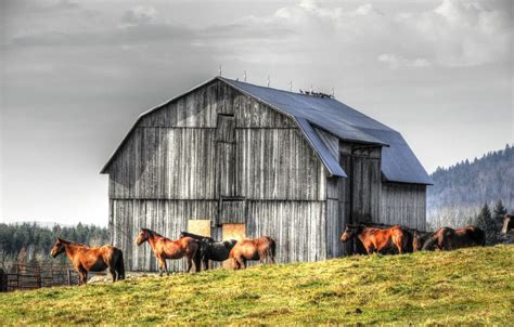 Purchasing and Owning a Horse Farm: It‘s about more than just the ...