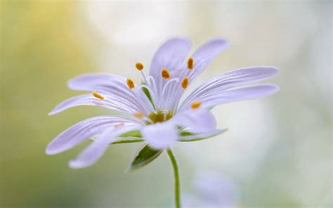 Download Macro White Flower Nature Flower HD Wallpaper