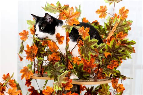 On2 Pets Cat Tree With Leaves Made in USA Cat House & Cat - Etsy