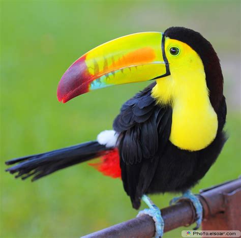 Mobile Keel-billed toucan Wallpaper | Full HD Pictures