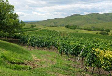 Romanian Wine Tasting: Finding Feteasca Neagra in Dracula Country