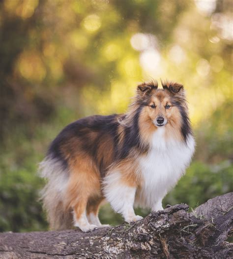 Shetland Sheepdog (Sheltie): Breed Info, Pictures, Facts, Traits & More – Dogster