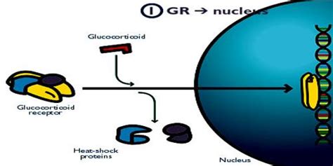 Glucocorticoid Receptor - Assignment Point