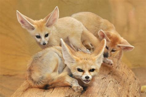 Are Fennec Foxes Endangered 2024 - Bride Adelina