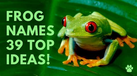 🐸 Frog Names 💚 39 CUTE 💚 TOP Pet Frog Names Ideas | Names - YouTube